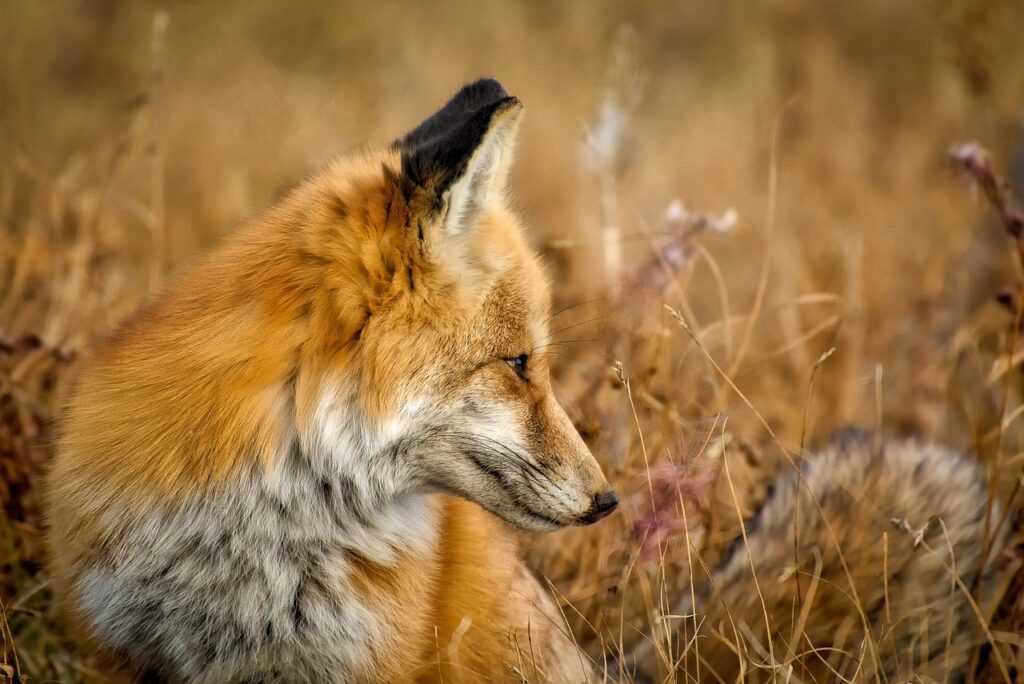 pornomuneiro